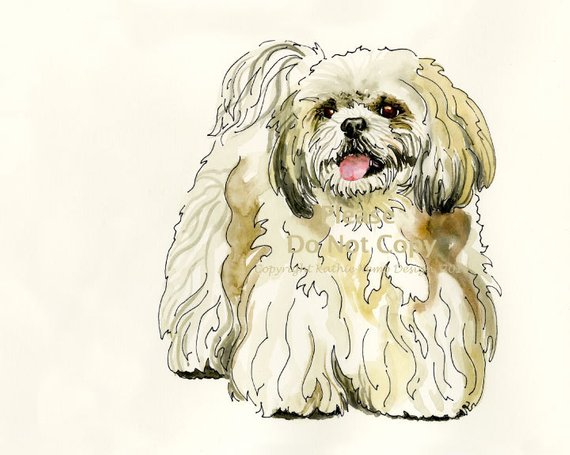 570x455 Shih Tzu Dog Drawing Pet Illustration Pen And Ink Watercolor Etsy - Shih Tzu Drawing