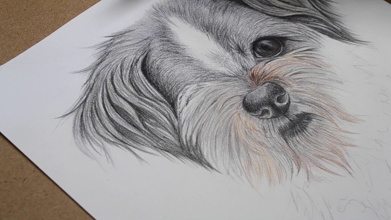 1280x720 shih tzu drawing 'taz' coloured pencil timelapse - Shih Tzu Drawing