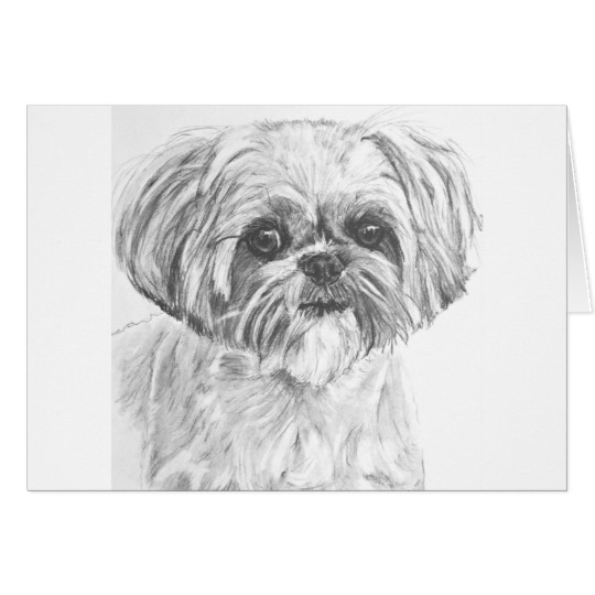 540x540 shih tzu drawing zazzle ca - Shih Tzu Drawing