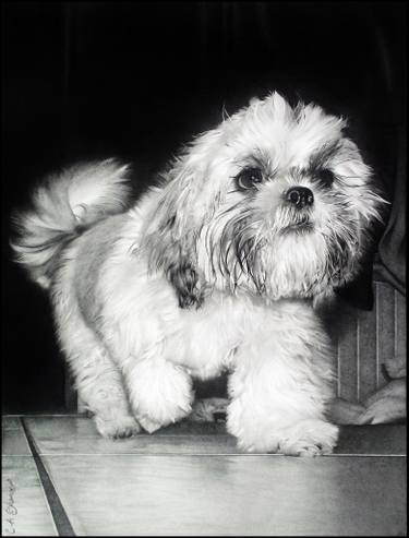 375x493 Shih Tzu Drawing - Shih Tzu Drawing