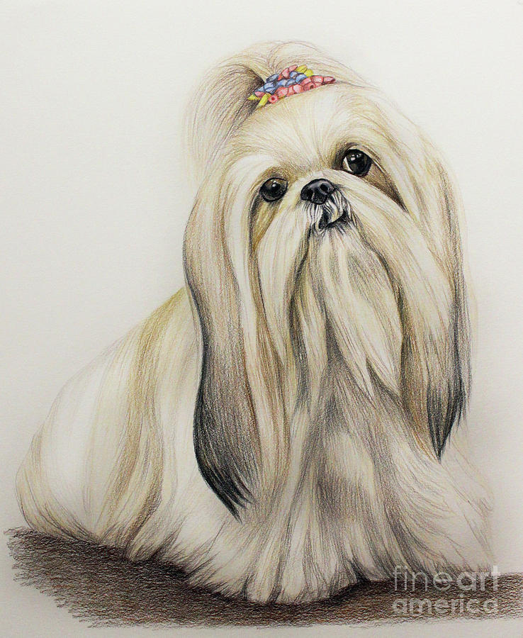 738x900 Shih Tzu Drawing - Shih Tzu Drawing
