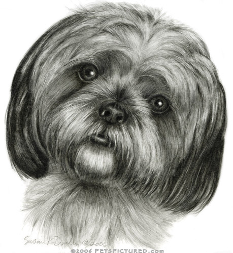459x500 Shih Tzu Portrait - Shih Tzu Drawing
