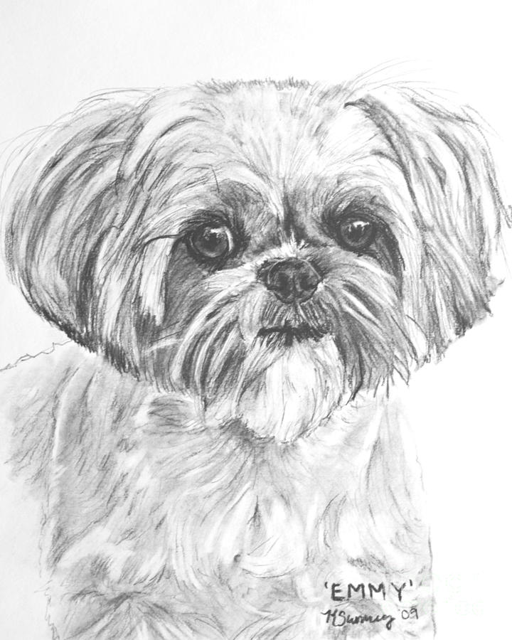 720x900 Shih Tzu Portrait In Charcoal Drawing - Shih Tzu Drawing