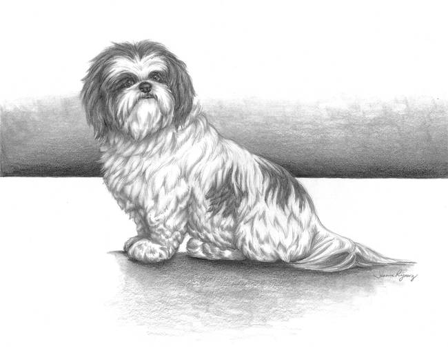 650x512 Shih Tzu - Shih Tzu Drawing