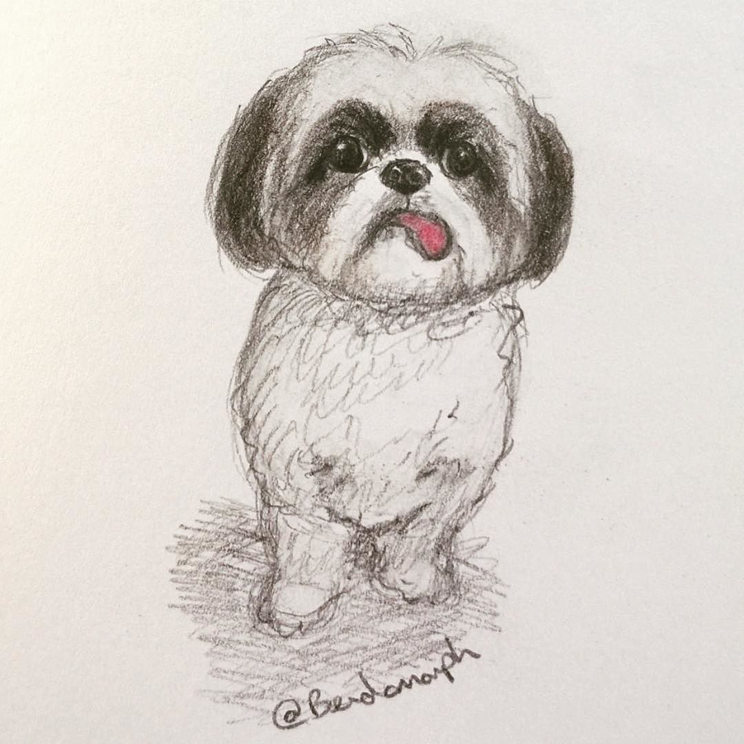 1080x1080 Shih Tzu Illustration Drew This Beautiful Portrait - Shih Tzu Drawing