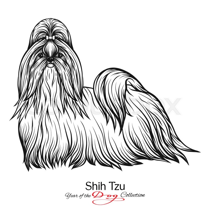 800x800 Shih Tzu Black And White Graphic Stock Vector Colourbox - Shih Tzu Drawing