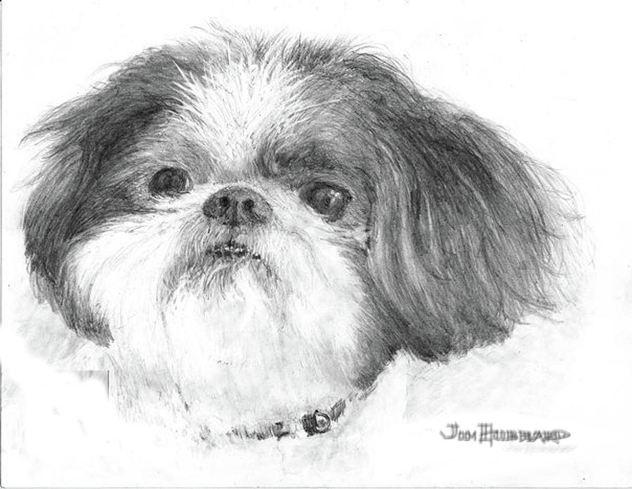 900x697 Shih Tzu Drawing - Shih Tzu Drawing