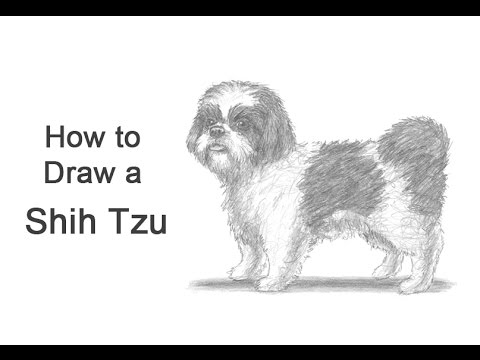 480x360 How To Draw A Dog - Shih Tzu Drawing