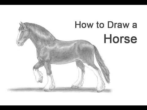 480x360 How To Draw A Horse - Shire Horse Drawing