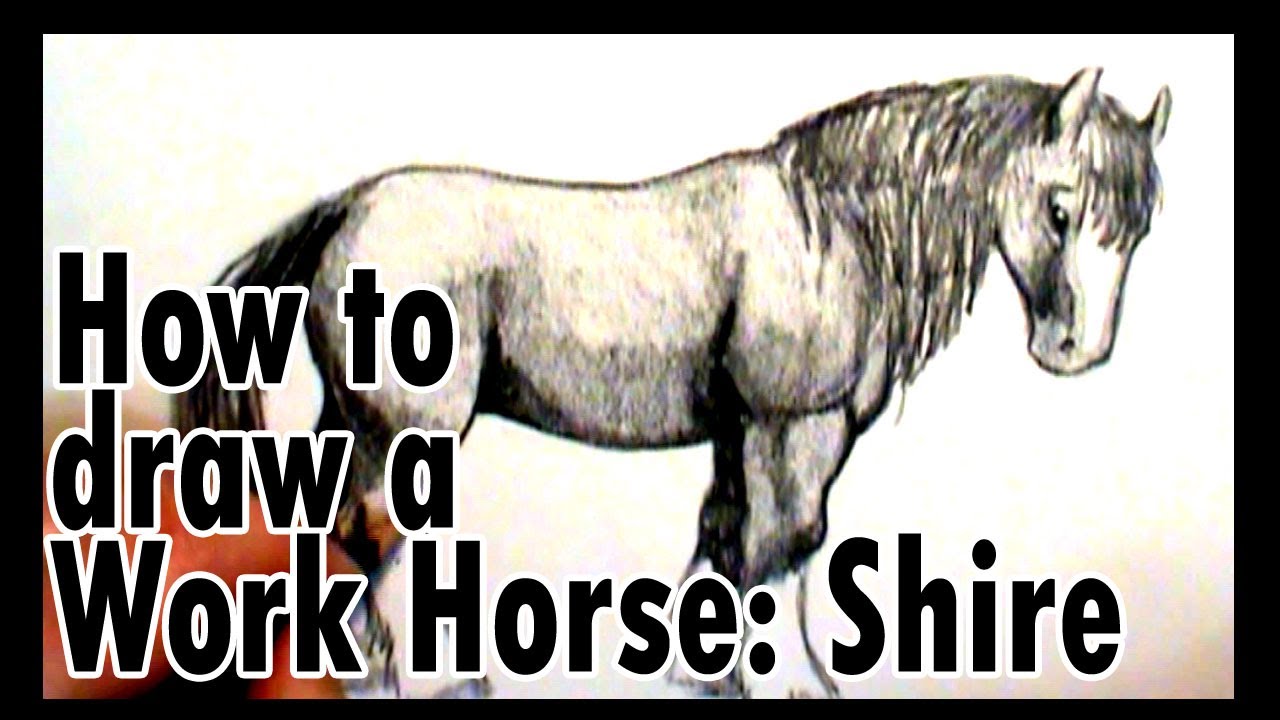 1280x720 How To Draw A Work Horse Shire - Shire Horse Drawing