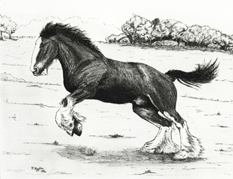 340x261 peter hayton art blog archive shire horse - Shire Horse Drawing