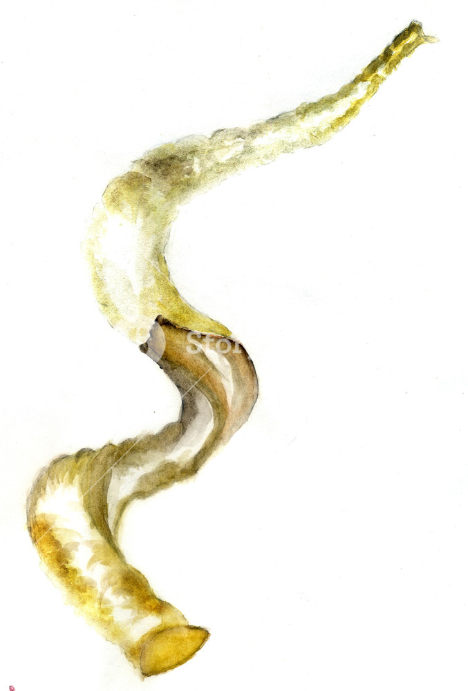 677x1000 Painted Shofar - Shofar Drawing