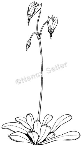 278x500 shooting star, dodecatheon pulchellum nancy seiler - Shooting Star Line Drawing