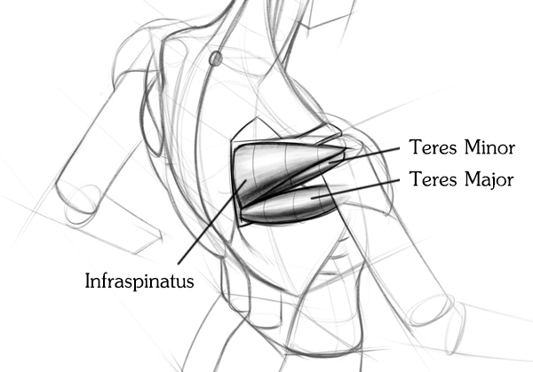600x419 how to draw shoulder muscles - Shoulder Drawing