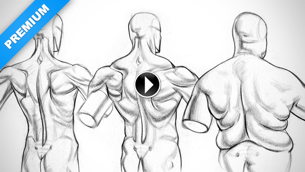 630x355 physique variations for the shoulder muscles proko - Shoulder Drawing