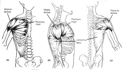489x278 shoulder training - Shoulder Drawing