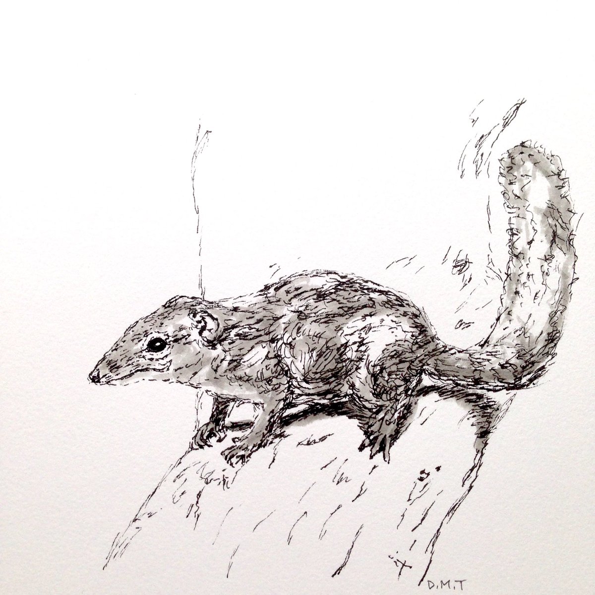 1200x1200 daniel on twitter daily drawing - Shrew Drawing