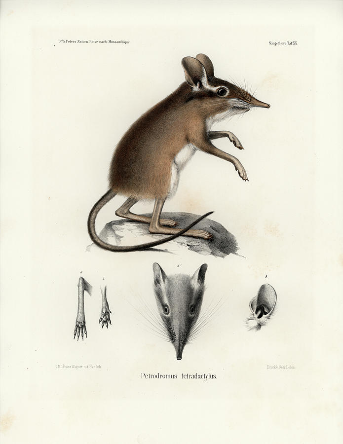 695x900 four toed elephant shrew drawing - Shrew Drawing