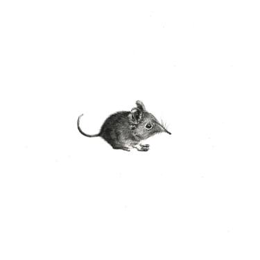 375x375 garden route elephant shrew drawing - Shrew Drawing