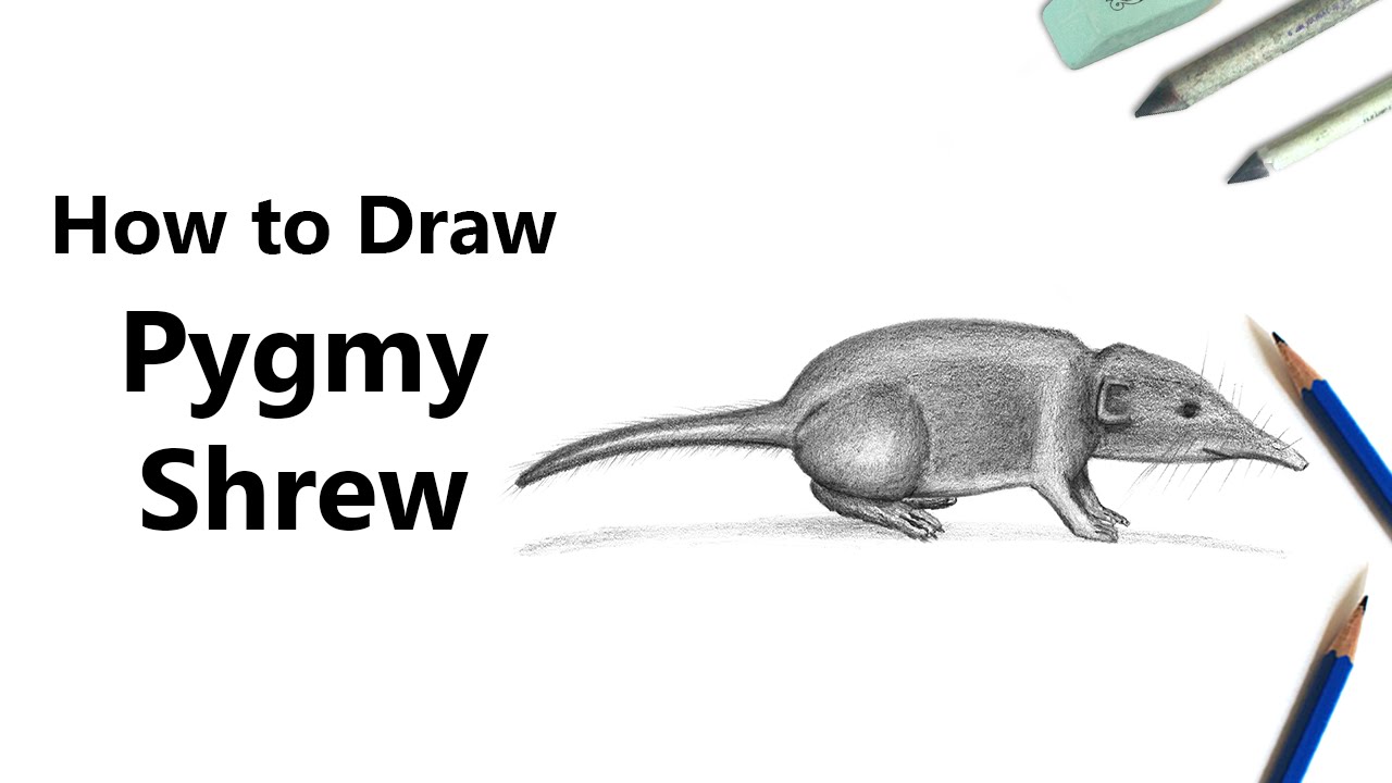 1280x720 how to draw a pygmy shrew with pencils - Shrew Drawing