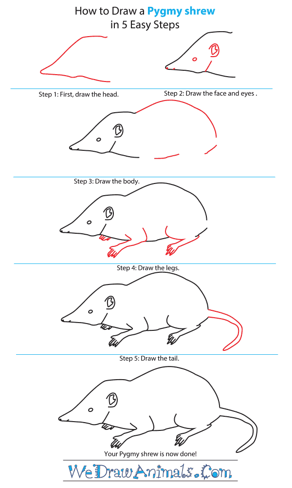600x1000 how to draw a pygmy shrew - Shrew Drawing