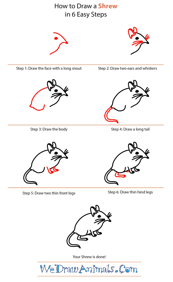600x976 How To Draw A Shrew - Shrew Drawing