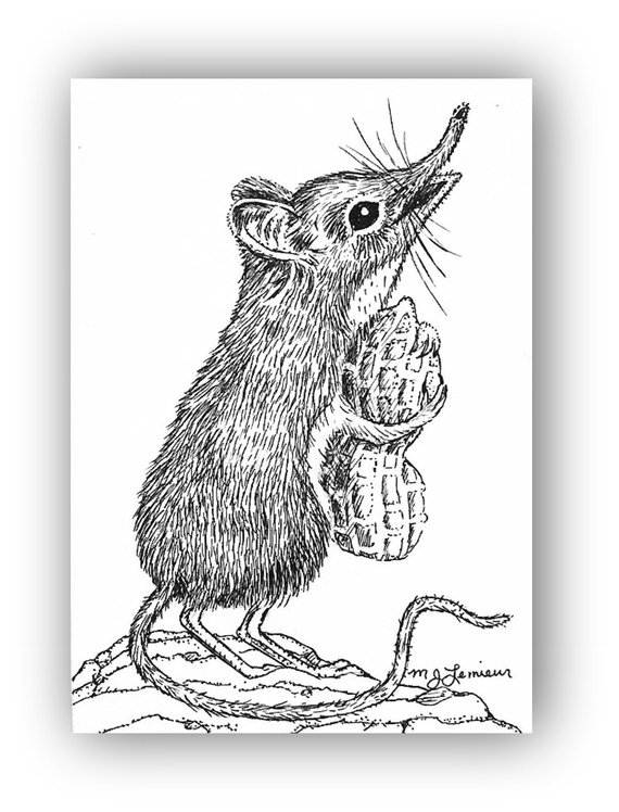 570x748 items similar to shrew art aceo print drawing elephant peanut - Shrew Drawing
