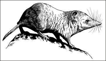 362x209 mammals desert shrew - Shrew Drawing