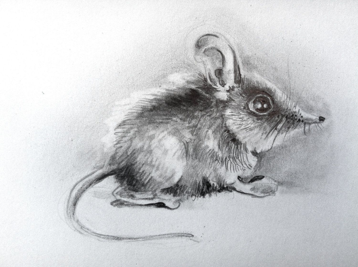 1500x1120 Original Shrew Drawing - Shrew Drawing