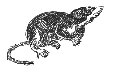 384x255 research report - Shrew Drawing