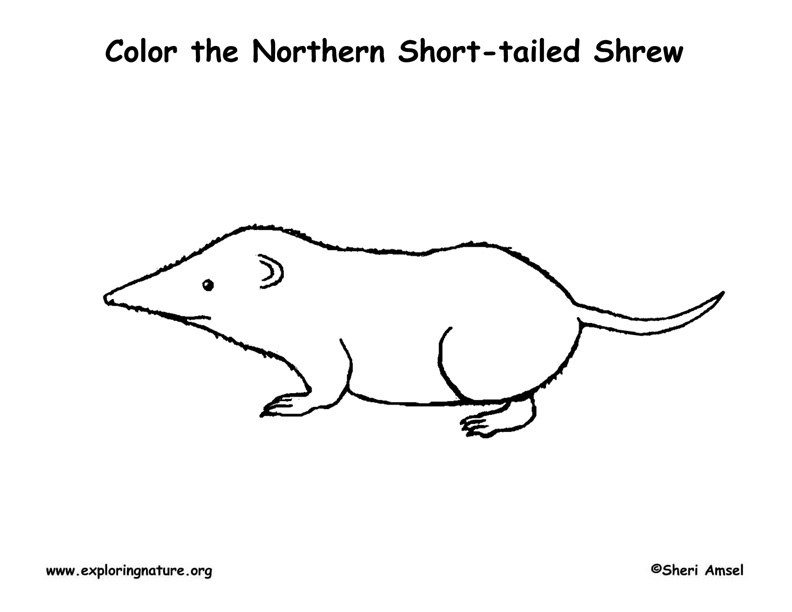792x612 Shrew - Shrew Drawing
