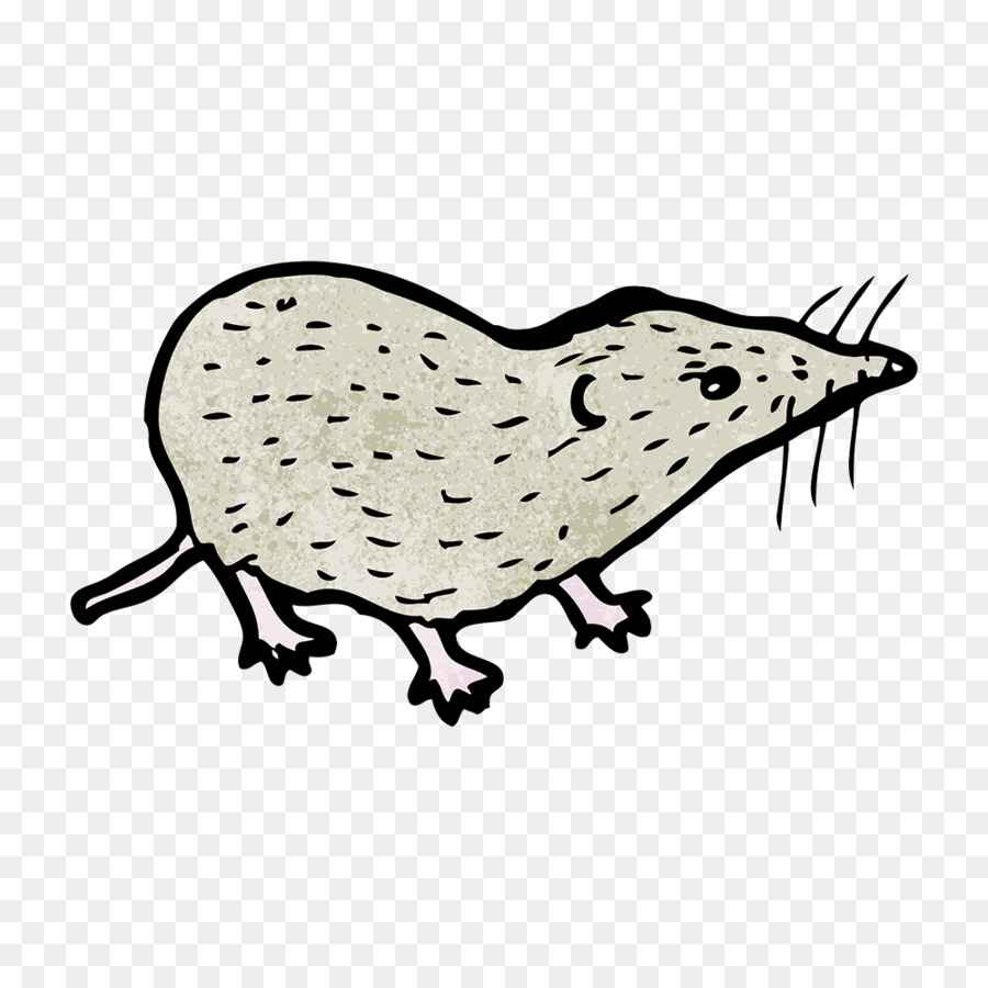 Shrew Drawing at Explore collection of Shrew Drawing