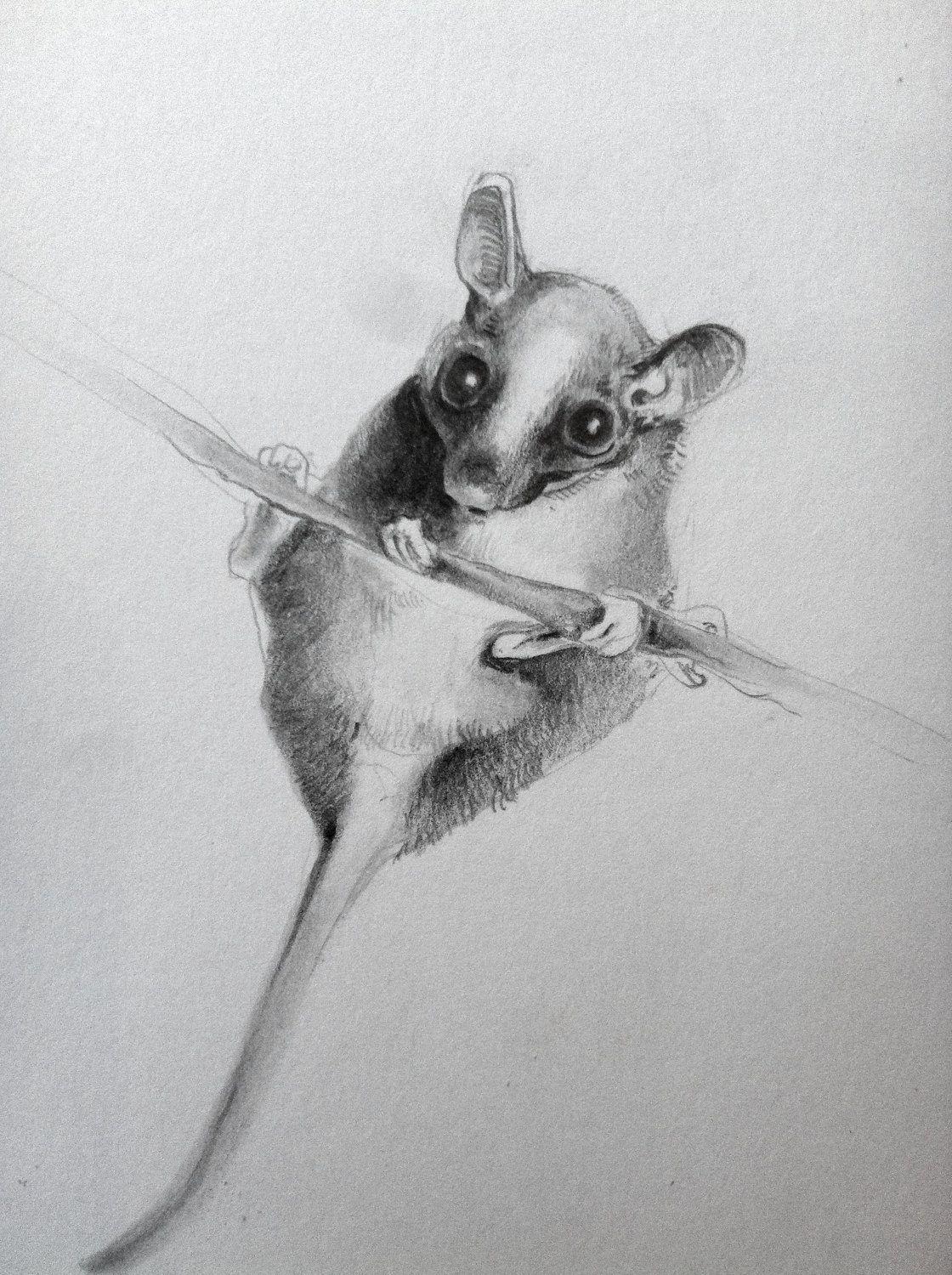 1120x1500 Shrew Drawing Oulalie Drawings, Bristol Board - Shrew Drawing