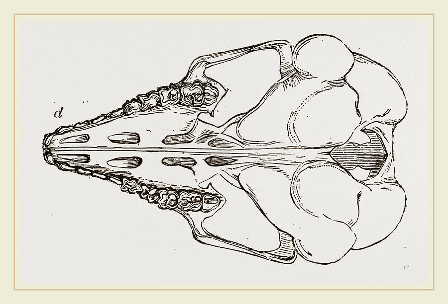 900x612 Skull Of Cape Elephant Shrew Drawing - Shrew Drawing