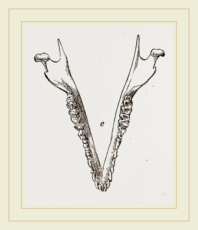 776x900 Teeth Of Cape Elephant Shrew Drawing - Shrew Drawing