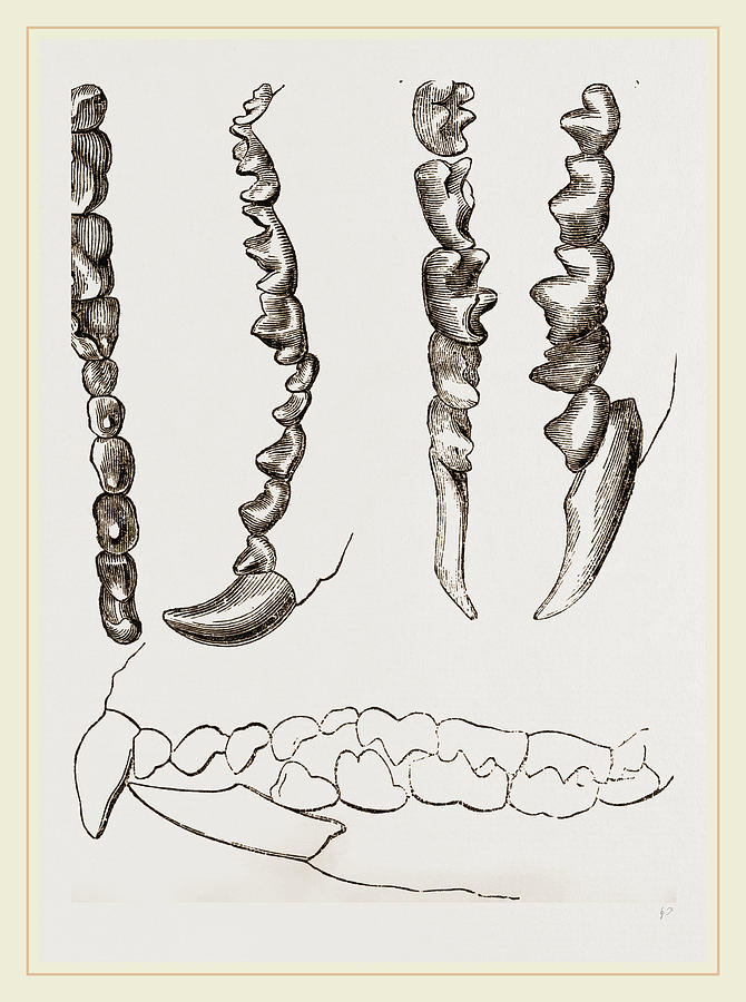 670x900 Teeth Of Shrew Drawing - Shrew Drawing