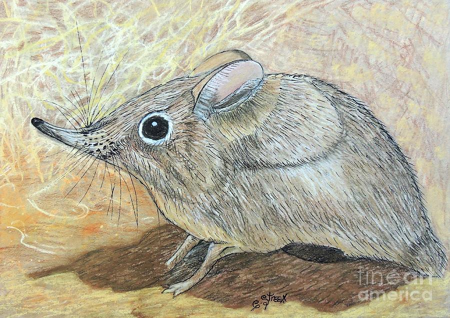 Shrew Drawing at PaintingValley.com | Explore collection of Shrew Drawing