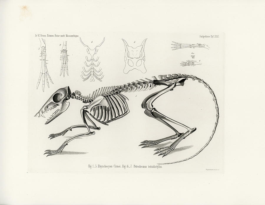 900x695 Checkered Elephant Shrew Skeleton Drawing - Shrew Drawing