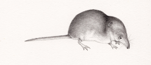 622x268 common shrew low res pencil natural history illustration - Shrew Drawing