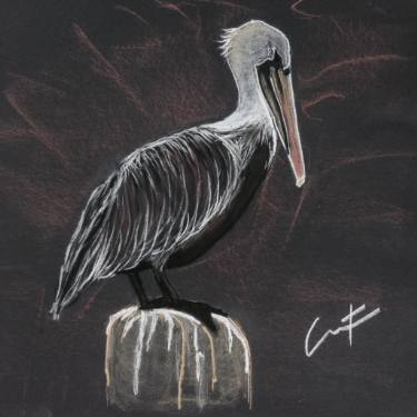 375x375 brown pelican - Shrimp Boat Drawing