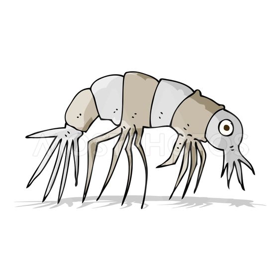 563x563 download shrimp clipart drawing clip art illustration,drawing - Shrimp Cartoon Drawing