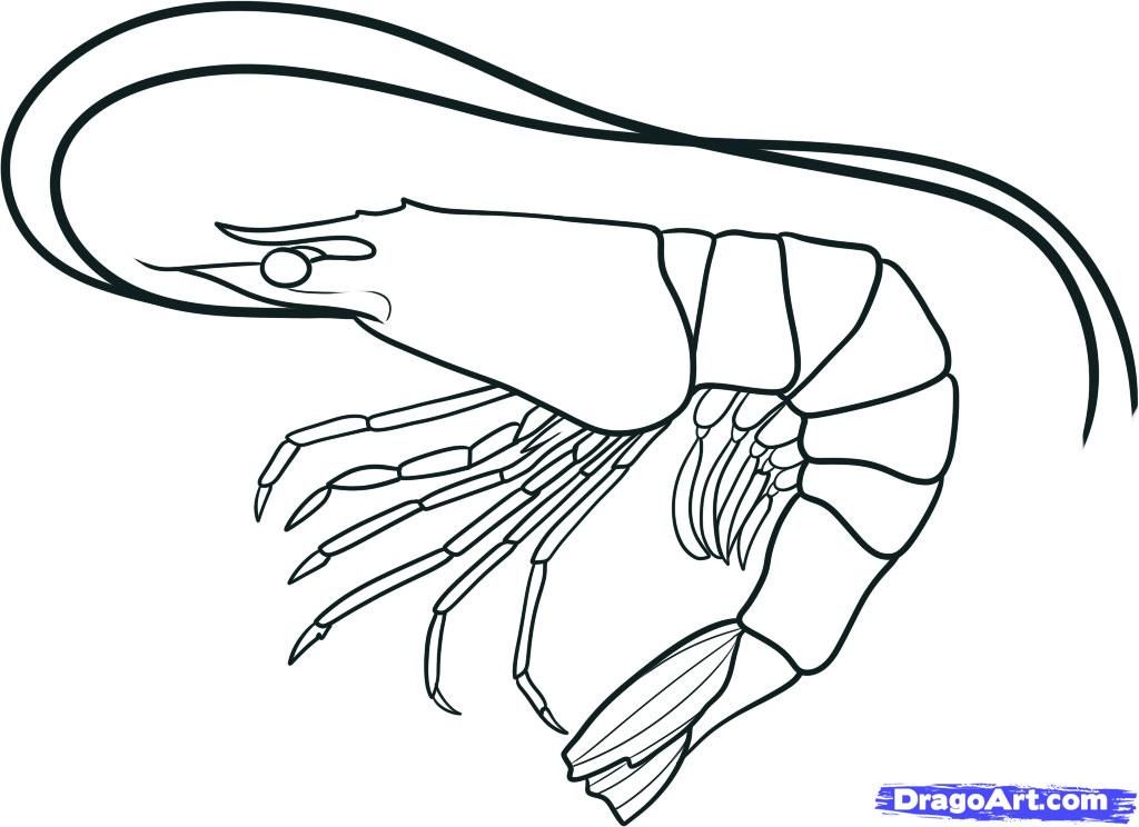 1024x744 how to draw a shrimp, step - Shrimp Cartoon Drawing