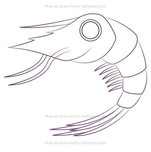 520x525 how to draw a cartoon shrimp - Shrimp Cartoon Drawing