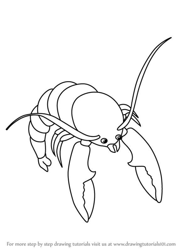 567x800 learn how to draw shrimp for kids - Shrimp Cartoon Drawing