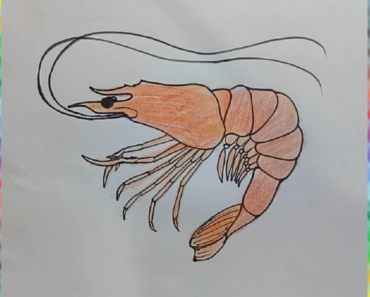 370x297 draw a cartoon shrimp archives - Shrimp Cartoon Drawing