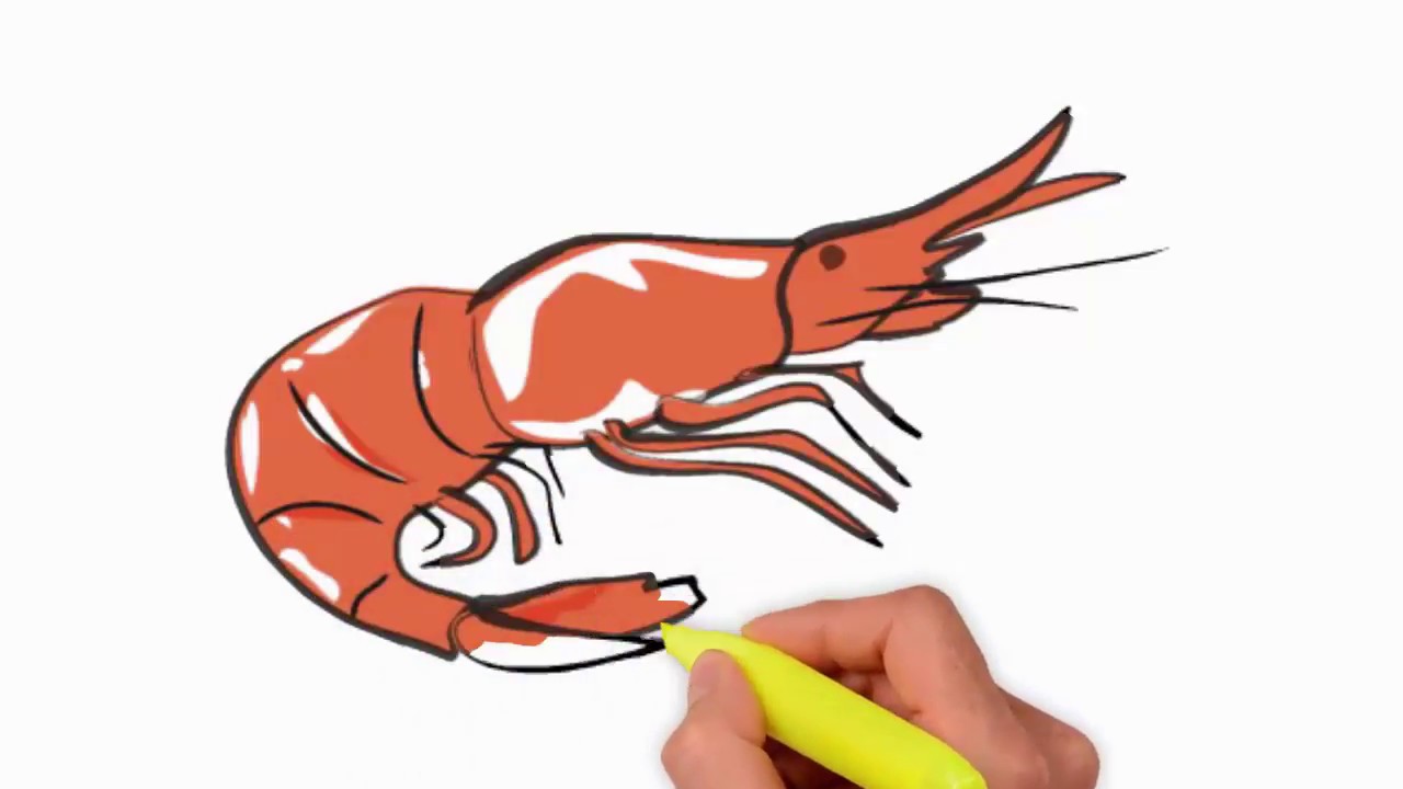 1280x720 Coloring Pages - Shrimp Drawing
