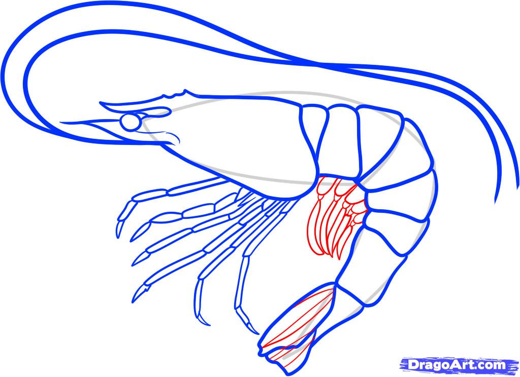 1024x744 draw a shrimp, step - Shrimp Drawing