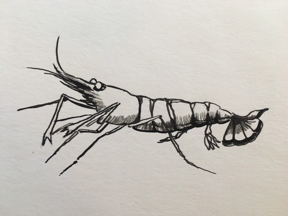 1000x750 ghost shrimp ink drawing etsy - Shrimp Drawing