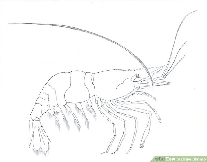 714x560 how to draw shrimp steps - Shrimp Drawing