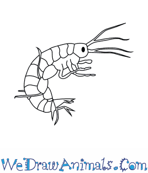 300x350 how to draw a freshwater shrimp - Shrimp Drawing